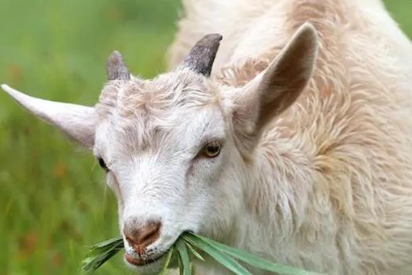 羊的养殖技术，养殖场要求交通便利