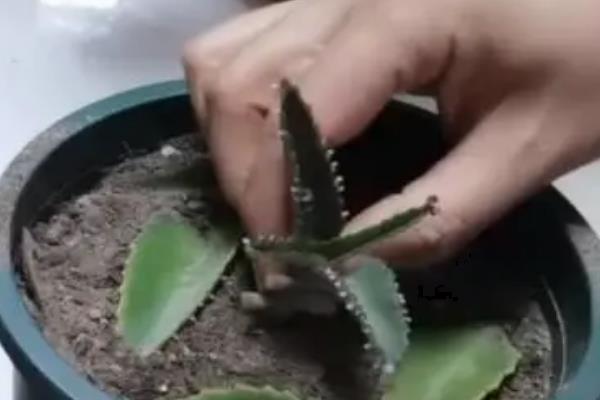 落地生根花的栽培方法，叶插栽培法最方便