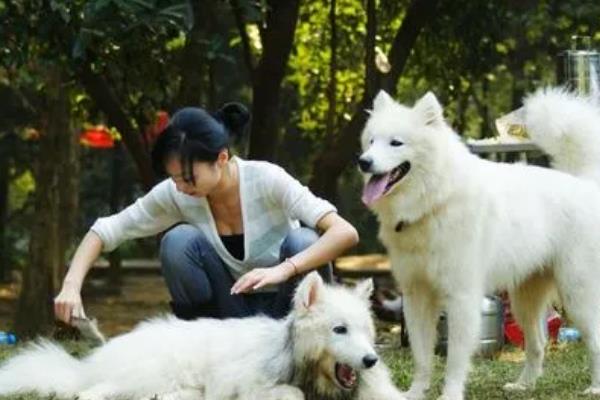 狗狗几个月会开始认主人，在3个月左右就会开始认主人了