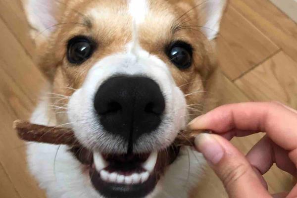 狗狗几个月会开始认主人，在3个月左右就会开始认主人了