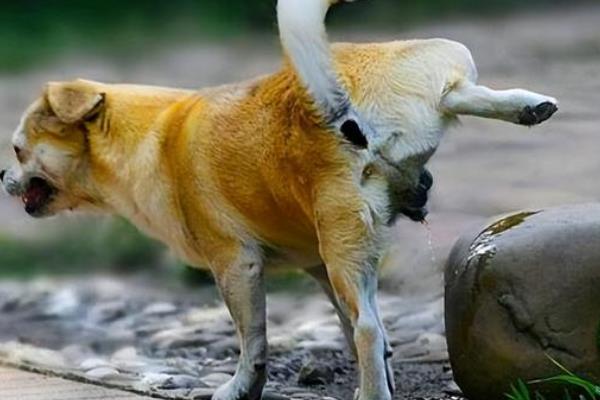 狗狗几个月会开始认主人，在3个月左右就会开始认主人了