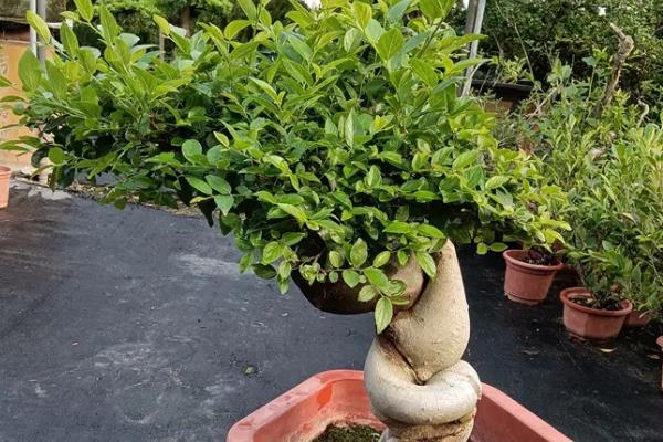 怎么养小叶菩提树，最适合生长的温度在15-25度