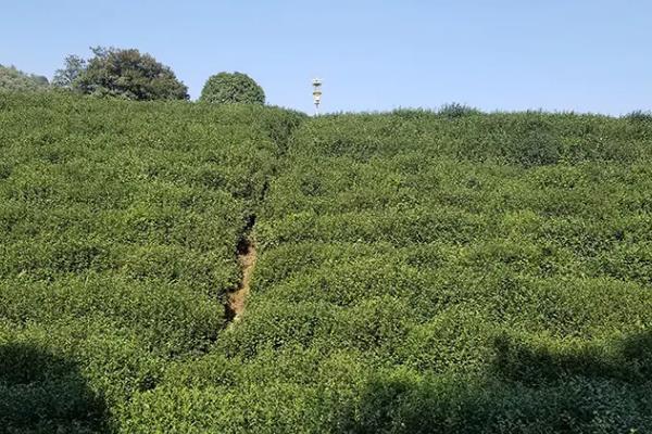 云南滇红茶的挑选技巧，可从外形、香气、汤色等方面挑选