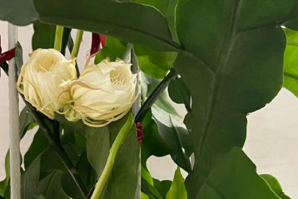 昙花打花苞了还能晒太阳吗，打花苞了可以晒太阳