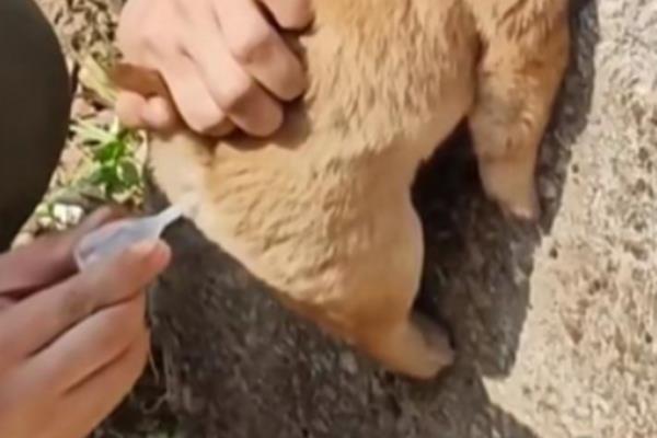 狗狗便血的原因，可能是感染了细小病毒或误食异物等