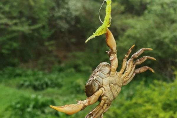 钓螃蟹所用的饵料，常用猪肝、蚯蚓等荤饵