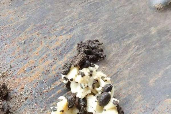刚生完羔了的母羊能不能驱虫，需要根据情况而定
