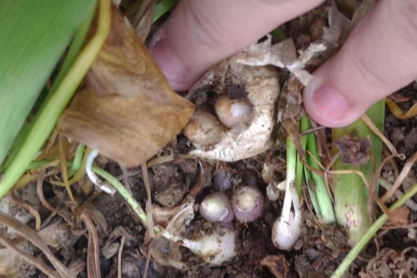 风信子的种植时间，宜在9-10月份进行