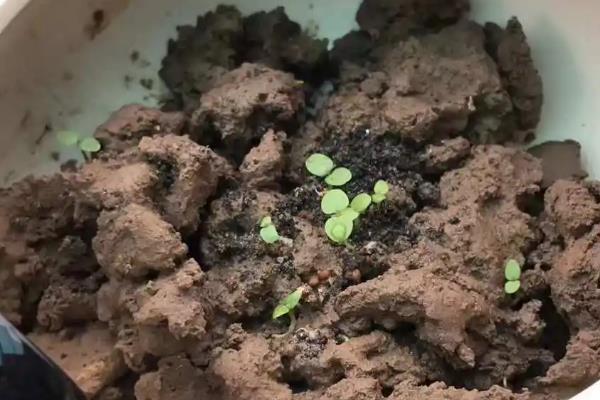 防治三色堇病虫害的方法，要根据实际情况对症用药