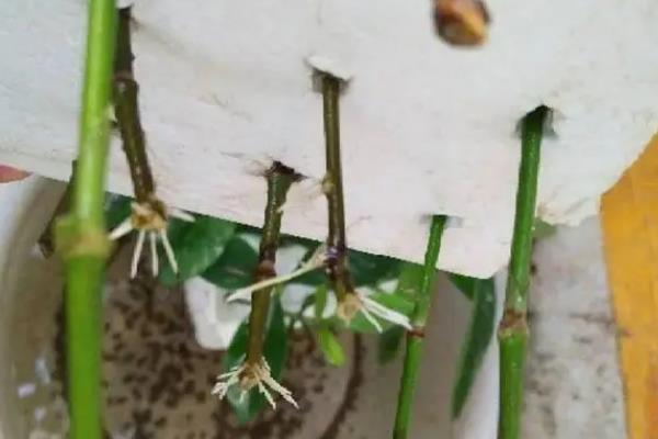 防治三色堇病虫害的方法，要根据实际情况对症用药