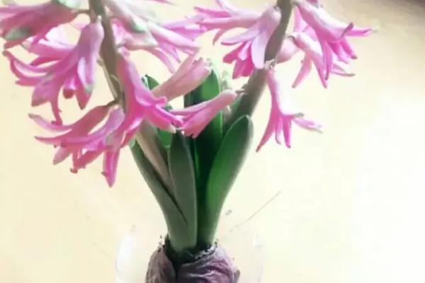 风信子的种植时间，宜在9-10月份进行