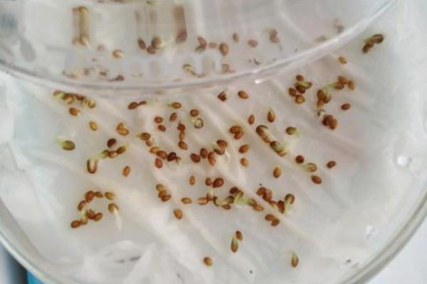 防治三色堇病虫害的方法，要根据实际情况对症用药