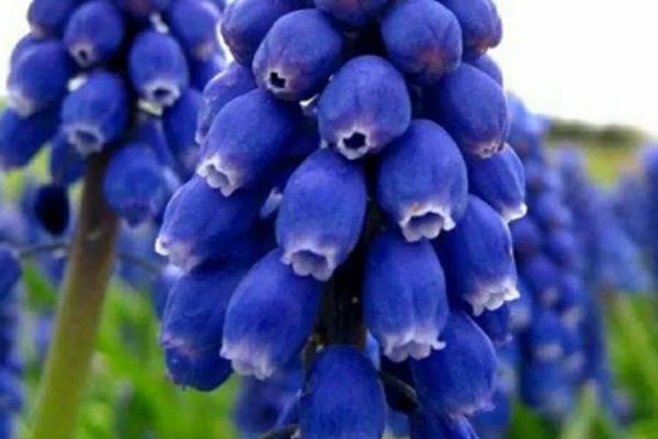 风信子的种植时间，宜在9-10月份进行