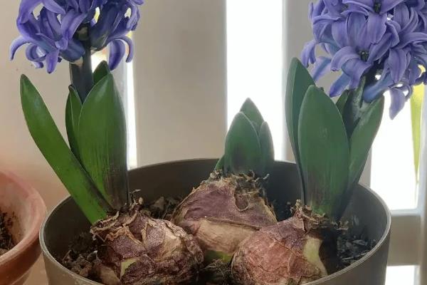 风信子的种植时间，宜在9-10月份进行
