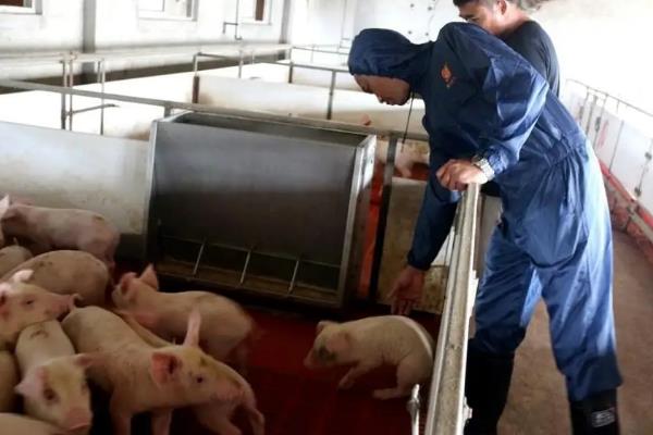 猪在哪个年代被广泛养殖，最早在新石器时代就已经被广泛养殖