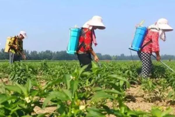 甜椒多久施肥一次，施肥周期是一周一次