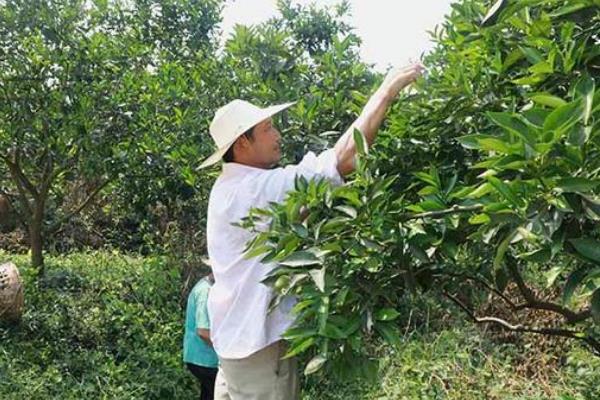 十一月份沃柑能不能继续长大，依然可以膨大但速度较慢