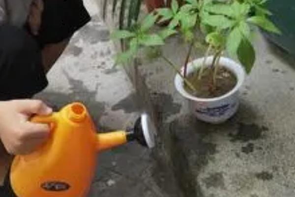 指甲花的种植方法，主要的繁殖方法为播种繁殖
