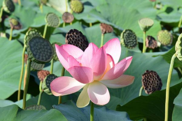 莲藕的品种介绍，常见的有鄂莲一号、鄂莲二号等