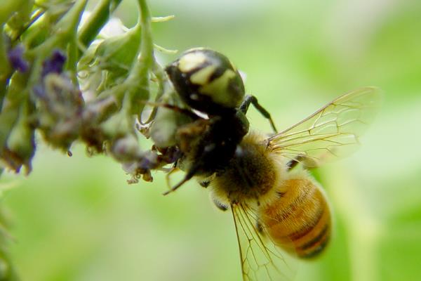 河南蜜蜂什么时候开始秋繁，8月中旬至8月下旬开始秋繁