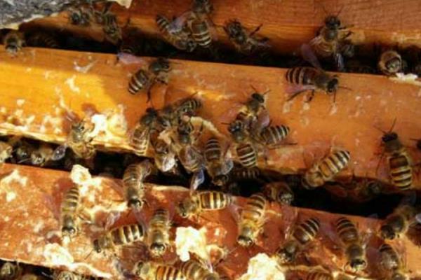 河南蜜蜂什么时候开始秋繁，8月中旬至8月下旬开始秋繁