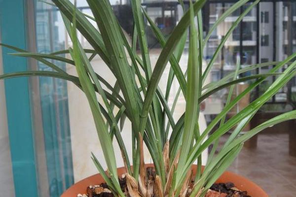 兰花分盆栽种的方法，取出植株梳理根系并剪开、再栽入新盆中