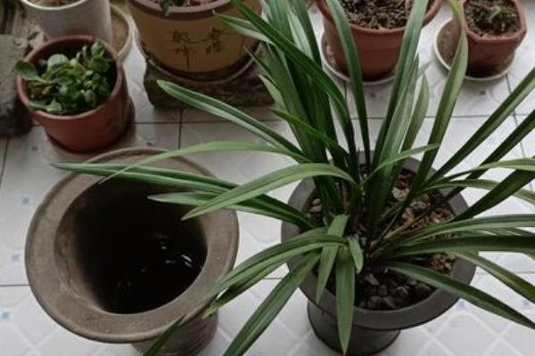 兰花分盆栽种的方法，取出植株梳理根系并剪开、再栽入新盆中
