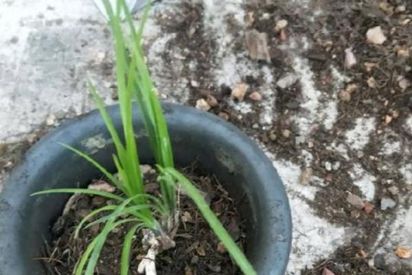 兰花分盆栽种的方法，取出植株梳理根系并剪开、再栽入新盆中