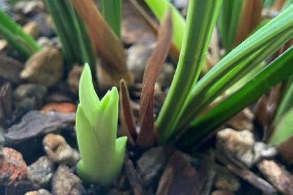 兰花分盆栽种的方法，取出植株梳理根系并剪开、再栽入新盆中