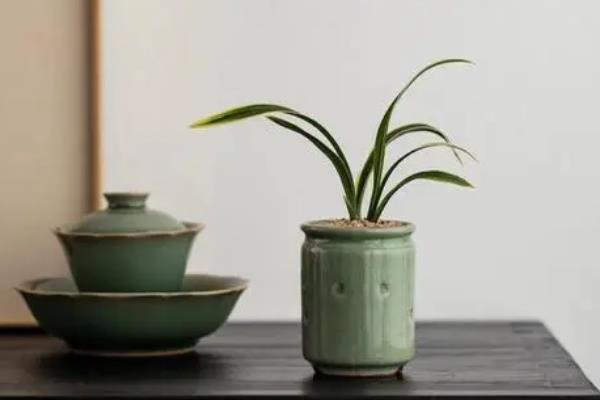 兰花分盆栽种的方法，取出植株梳理根系并剪开、再栽入新盆中