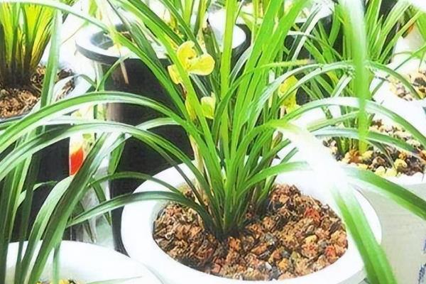 兰花分盆栽种的方法，取出植株梳理根系并剪开、再栽入新盆中