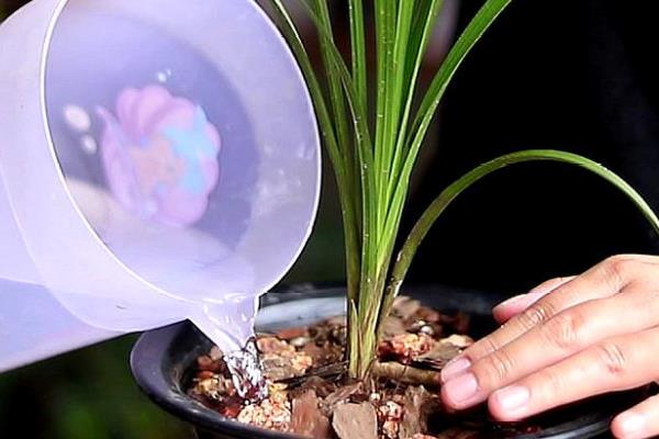 兰花分盆栽种的方法，取出植株梳理根系并剪开、再栽入新盆中