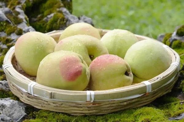 鹰嘴蜜桃什么时候成熟，一般在7月份左右成熟
