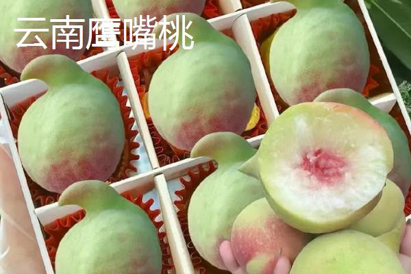 鹰嘴蜜桃什么时候成熟，一般在7月份左右成熟