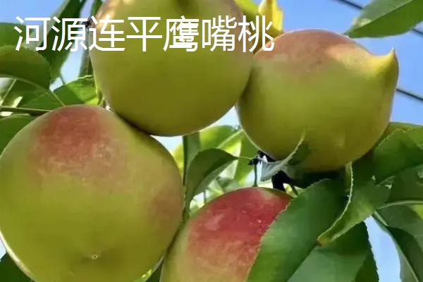 鹰嘴蜜桃什么时候成熟，一般在7月份左右成熟