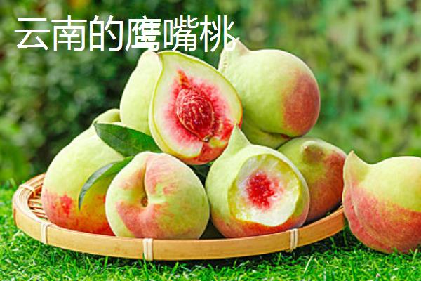 鹰嘴蜜桃什么时候成熟，一般在7月份左右成熟