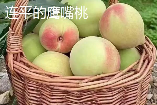 鹰嘴蜜桃什么时候成熟，一般在7月份左右成熟