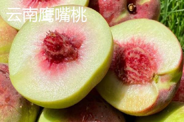 鹰嘴蜜桃什么时候成熟，一般在7月份左右成熟