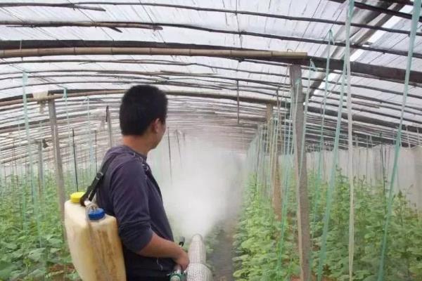 如何减少温室病虫害，首先尽量种植抗病的品种
