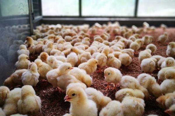 小鸡能不能和大鸡混养，养在一起容易抢食且效果不佳
