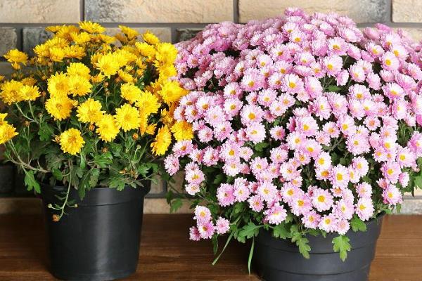 怎么给菊花换盆，可以选在每年的春秋两季进行