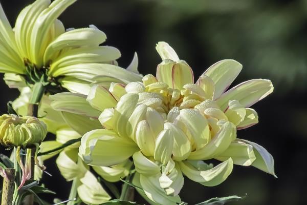 怎么给菊花换盆，可以选在每年的春秋两季进行