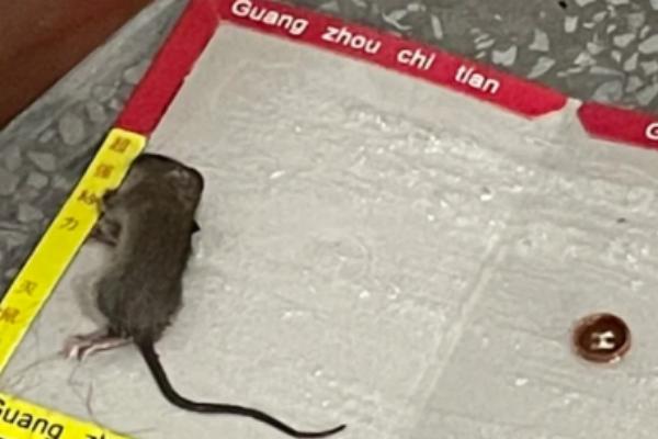 怎么去掉老鼠粘板的胶，可以选用有机溶剂来清洗