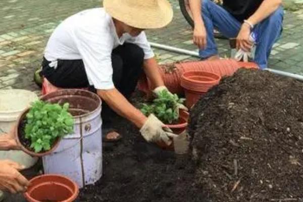怎么给菊花换盆，可以选在每年的春秋两季进行