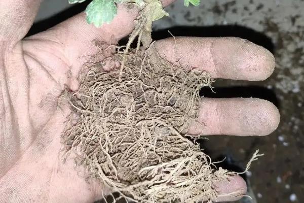 怎么给菊花换盆，可以选在每年的春秋两季进行