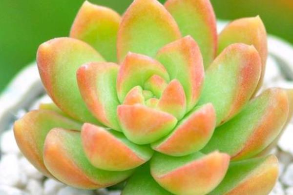 黄丽多肉的养殖方法，夏季要遮阴防晒