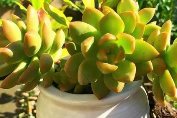 黄丽多肉的养殖方法，夏季要遮阴防晒