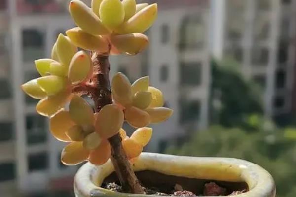 黄丽多肉的养殖方法，夏季要遮阴防晒