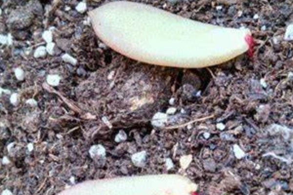 黄丽多肉的养殖方法，夏季要遮阴防晒