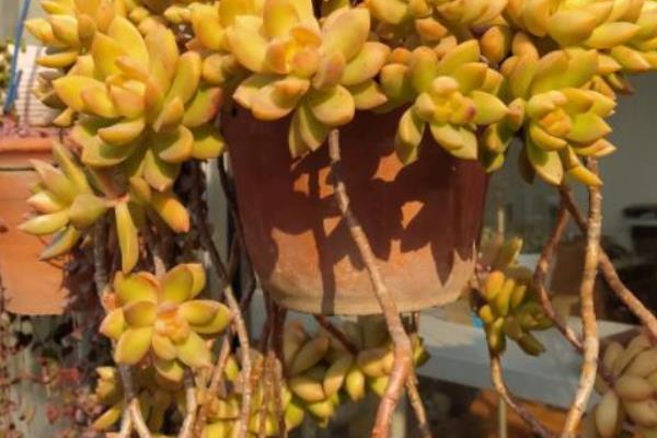 黄丽多肉的养殖方法，夏季要遮阴防晒